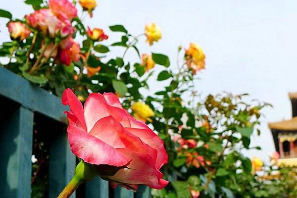 花墻、院門、籬笆……怎么能少得了藤本月季