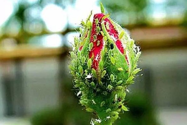 美炸天的月季，稍微修剪一下就能花開(kāi)不斷！