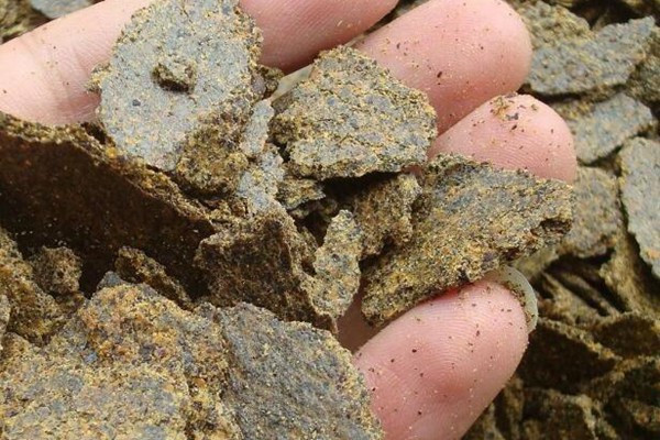 美炸天的月季，稍微修剪一下就能花開(kāi)不斷！