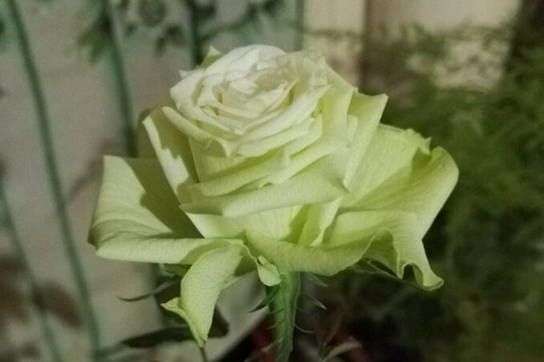 永遠的科夫(Corfu Forever)