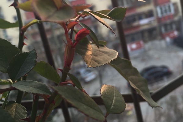 月季休眠時間發(fā)新芽，不休眠怎么辦？