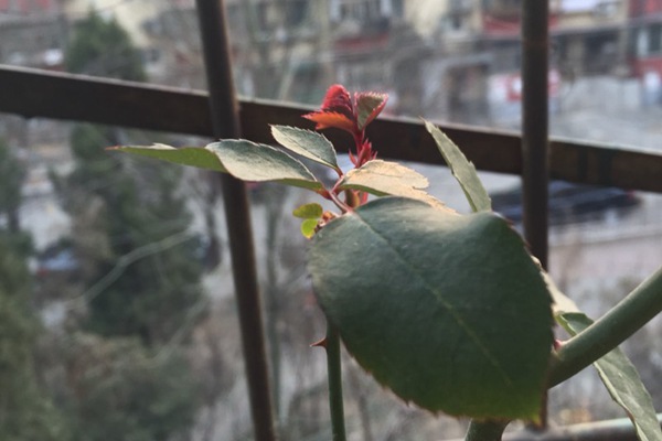 月季休眠時間發(fā)新芽，不休眠怎么辦？
