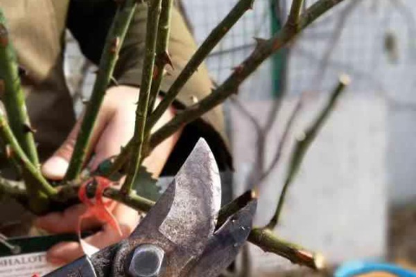 網(wǎng)購(gòu)的裸根月季怎么種植成活率高？