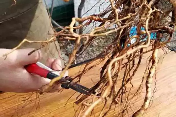 網(wǎng)購(gòu)的裸根月季怎么種植成活率高？