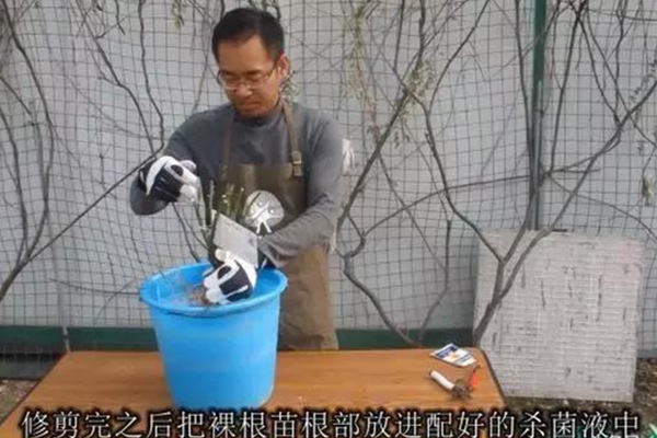 網(wǎng)購(gòu)的裸根月季怎么種植成活率高？