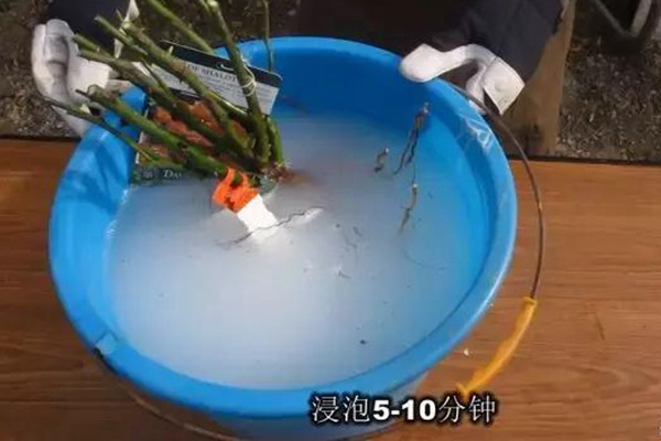 網(wǎng)購(gòu)的裸根月季怎么種植成活率高？