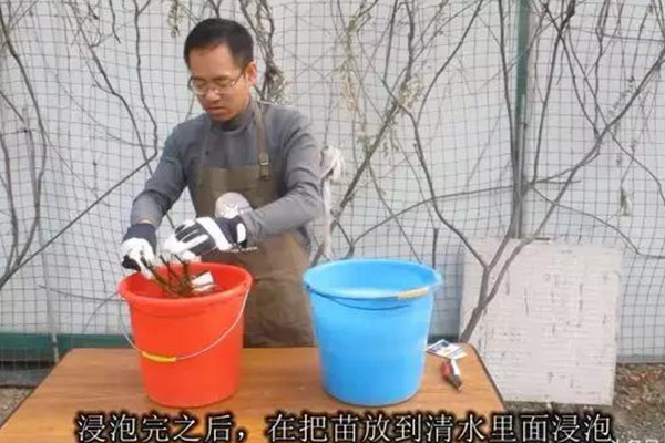 網(wǎng)購(gòu)的裸根月季怎么種植成活率高？