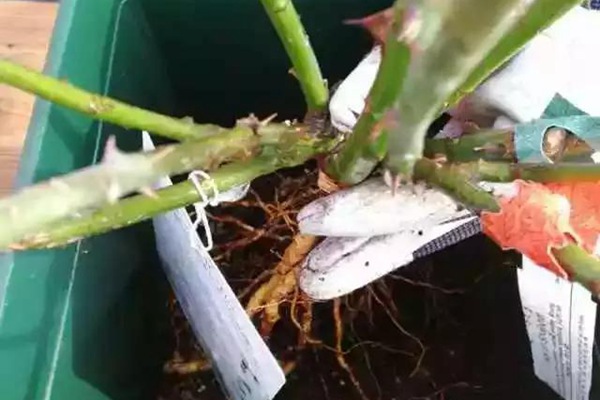 網(wǎng)購(gòu)的裸根月季怎么種植成活率高？
