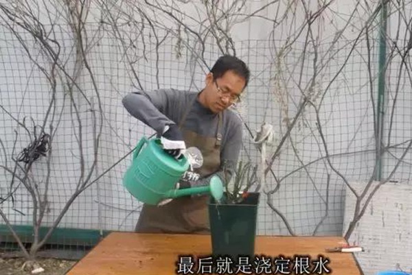 網(wǎng)購(gòu)的裸根月季怎么種植成活率高？