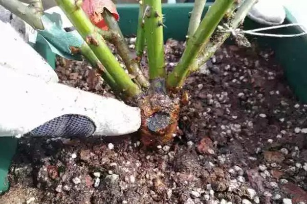 網(wǎng)購(gòu)的裸根月季怎么種植成活率高？