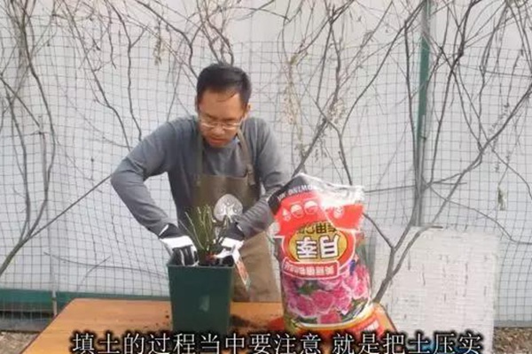 網(wǎng)購(gòu)的裸根月季怎么種植成活率高？