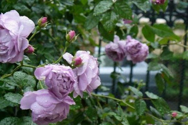 月季為什么不肯開(kāi)花？