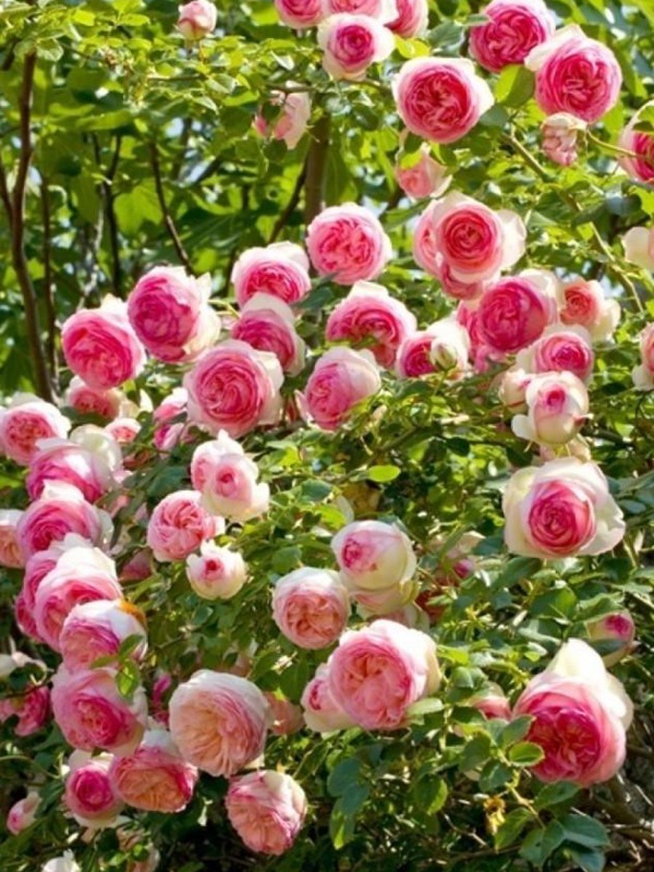 月季為什么不肯開(kāi)花？