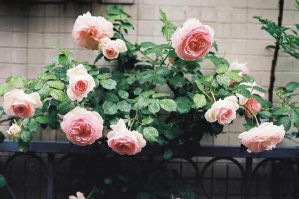 月季為什么不肯開(kāi)花？