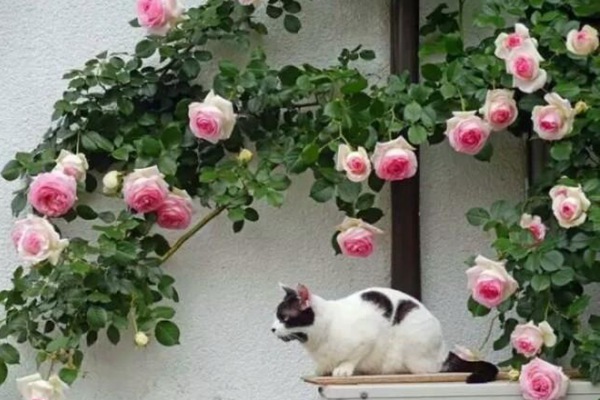 月季為什么不肯開(kāi)花？