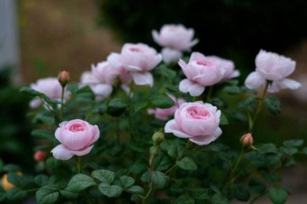 月季為什么不肯開(kāi)花？
