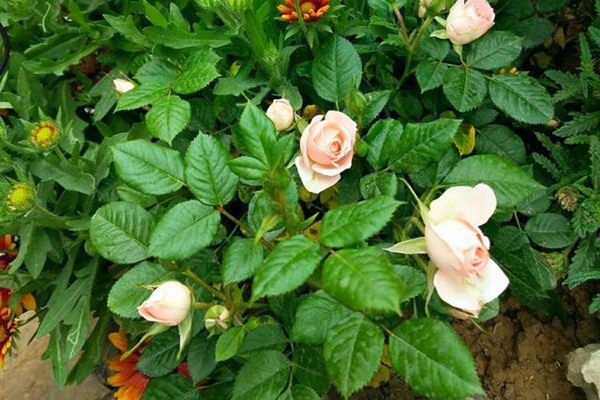 學(xué)好這幾招，新手都能養(yǎng)好月季花