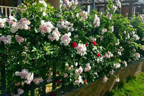 學(xué)好這幾招，新手都能養(yǎng)好月季花