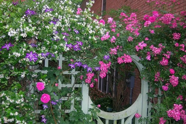 藤本月季花第幾年爆發(fā)？