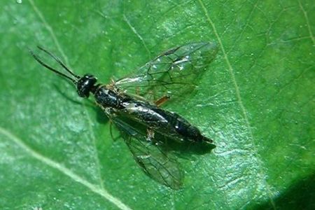 月季葉蜂、莖蜂的危害及防治方法