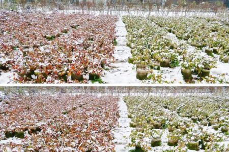 為什么月季枝葉有紅有綠？下雪會不會凍死？廣東要不要冬剪？