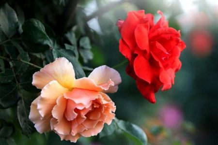 花墻、院門、籬笆……怎么能少得了藤本月季