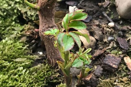 月季休眠時間發(fā)新芽，不休眠怎么辦？