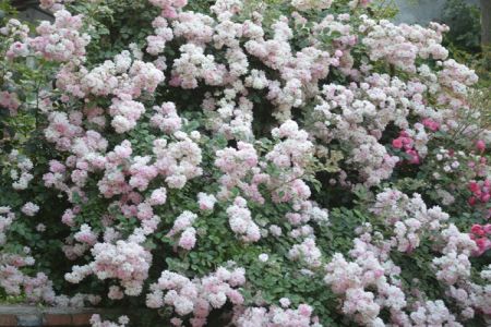 多季開花的藤本月季有哪些？
