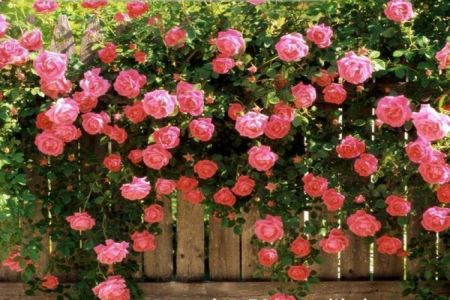 藤本月季花第幾年爆發(fā)？