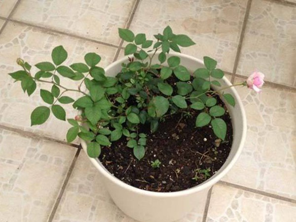 藤本月季最佳種植季節(jié)！