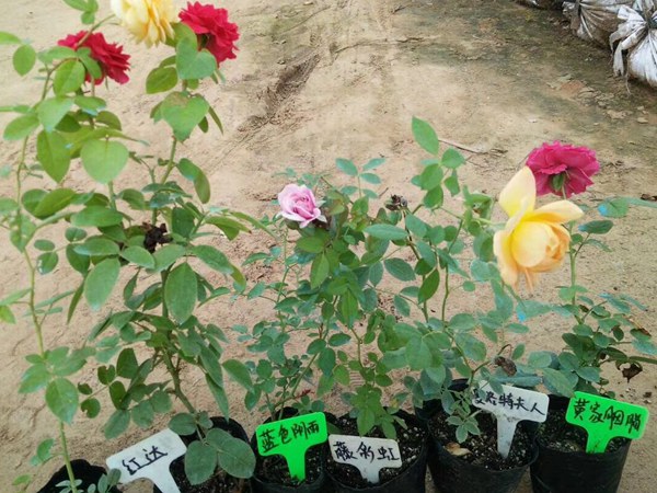 藤本月季最佳種植季節(jié)！