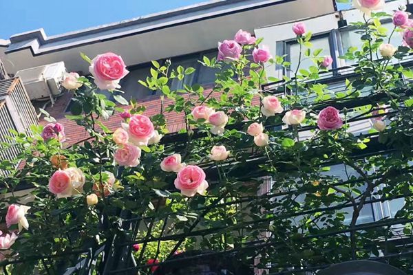 藤本月季可以在陽臺種植嗎？