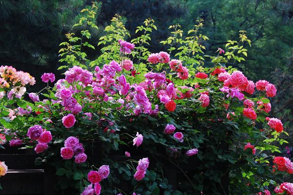 藤本月季能當(dāng)年就開(kāi)花么？