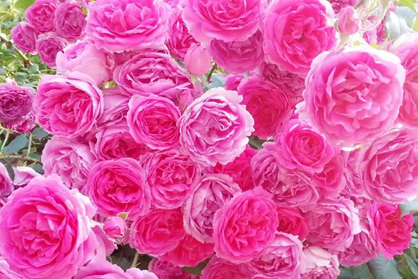 藤本月季能當(dāng)年就開(kāi)花么？