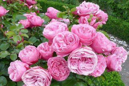 藤本月季為什么在南方不愛開花？