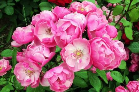 藤本月季能當(dāng)年就開花么？