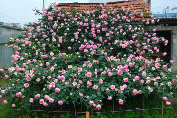 粉色龍沙寶石四季開花嗎？