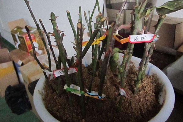月季花最佳扦插時間是什么時候？