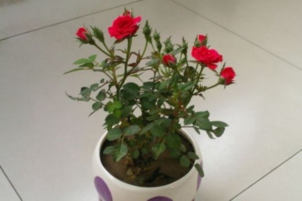 春天月季長(zhǎng)出來(lái)一堆芽，要不然抹掉？