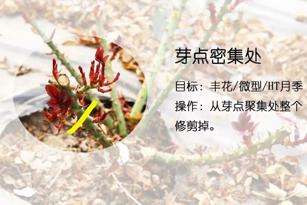 月季抹芽的技巧以及注意事項(xiàng)！