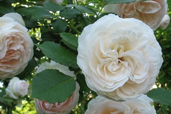 白色龍沙寶石Blanc Pierre de Ronsard