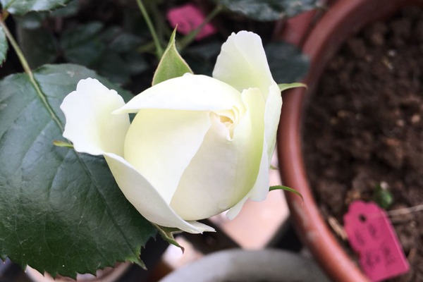 白色龍沙寶石Blanc Pierre de Ronsard