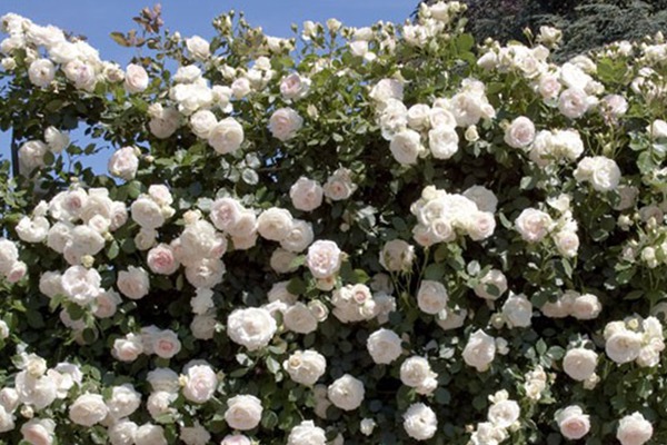 白色龍沙寶石Blanc Pierre de Ronsard