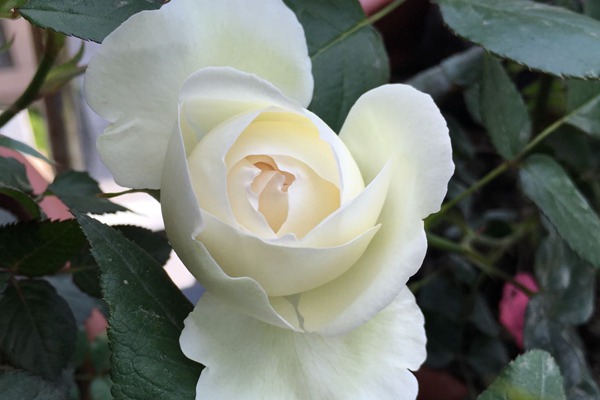 白色龍沙寶石Blanc Pierre de Ronsard