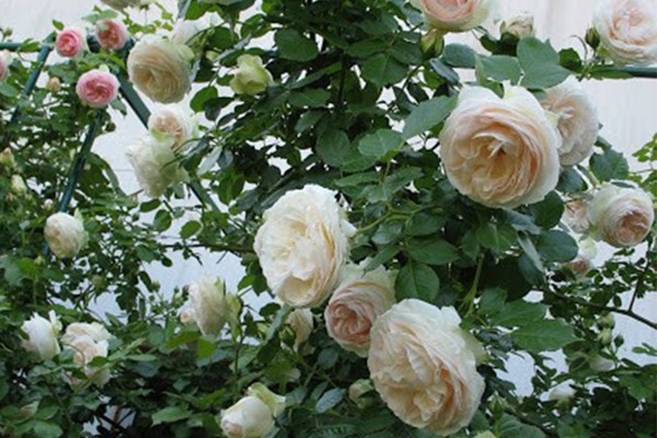 白色龍沙寶石Blanc Pierre de Ronsard