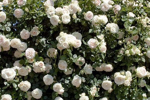 白色龍沙寶石Blanc Pierre de Ronsard