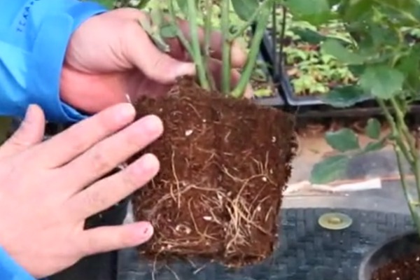 盆栽月季十死九澇，你的澆水方法正確嗎？
