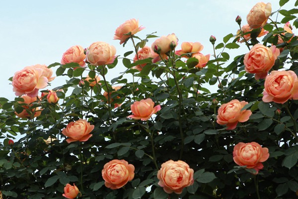 夏洛特夫人不開(kāi)花的原因以及處理方法！