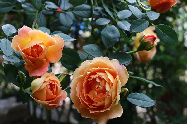夏洛特夫人不開(kāi)花的原因以及處理方法！