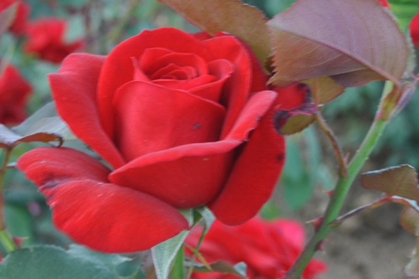 梅朗口紅Rouge Meilland